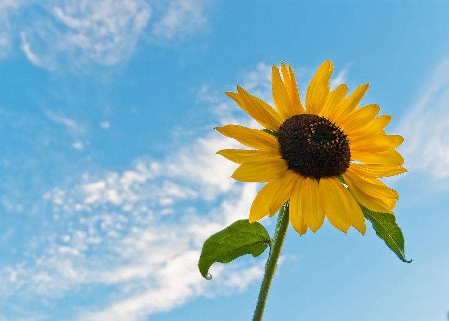 Summer Sunflower, 2006 by Paul Marsh on 500px.com