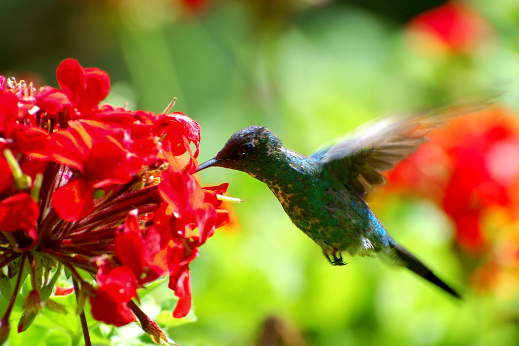 Humming-Bird by Alan Mezzomo on 500px.com