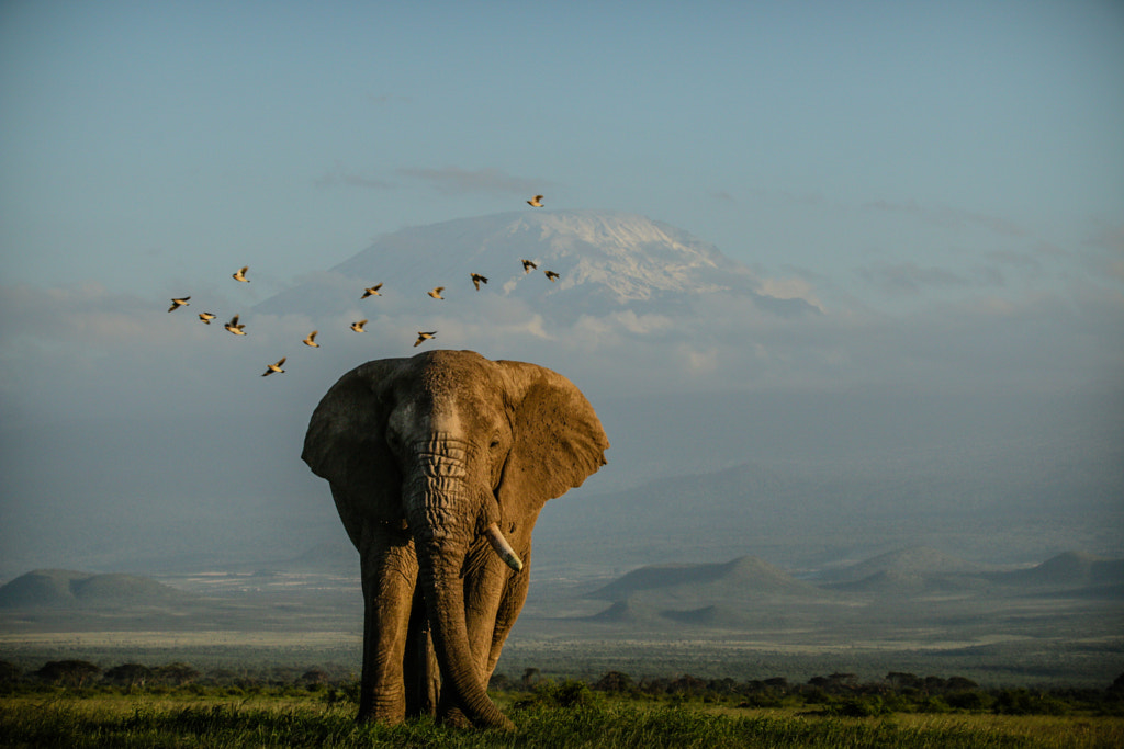 Classic Kilimanjaro with a twist of luck by Pieter Ras on 500px.com