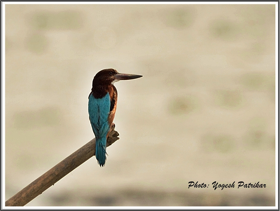 Nikon D5100 + Nikon AF-S Nikkor 300mm F4D ED-IF sample photo. White breasted kingfisher photography