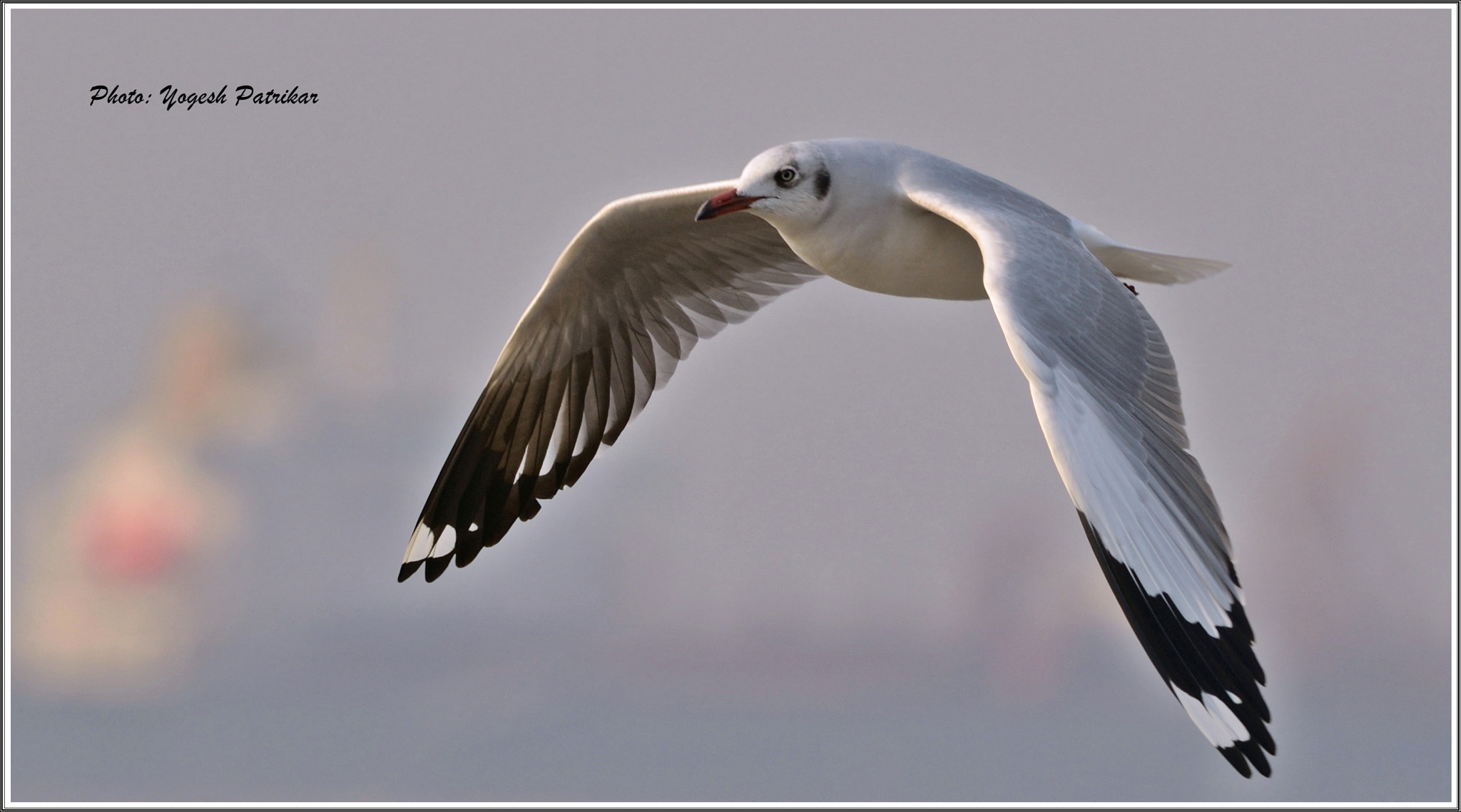 Nikon D5100 + Nikon AF-S Nikkor 300mm F4D ED-IF sample photo. Sea gull in flight photography