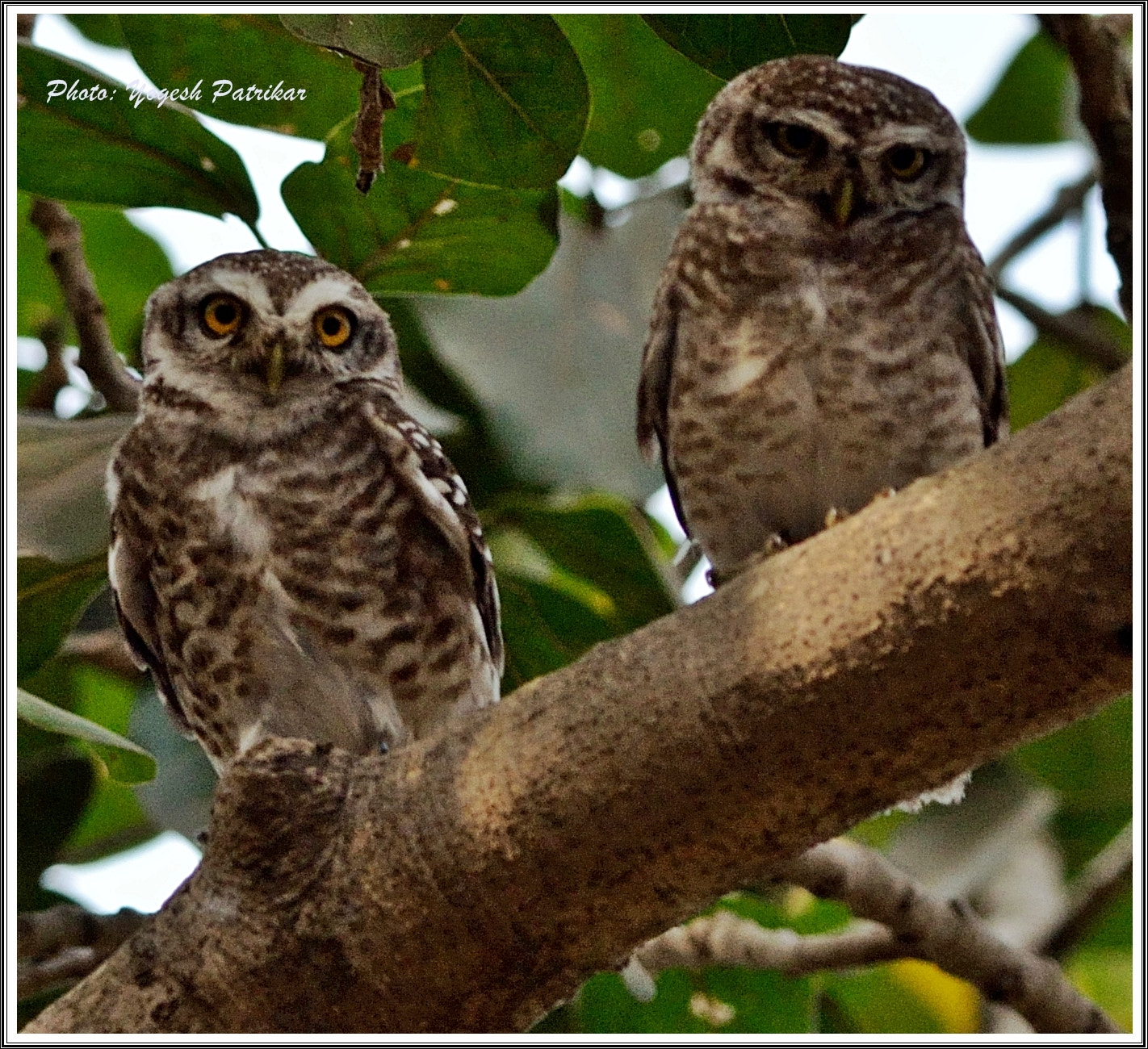 Nikon D5100 + Nikon AF-S Nikkor 300mm F4D ED-IF sample photo. Owlet together photography