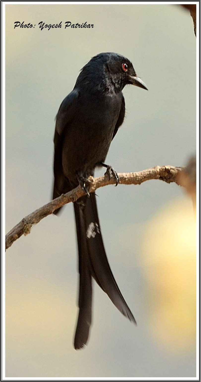 Nikon D5100 + Nikon AF-S Nikkor 300mm F4D ED-IF sample photo. Black beauty - drongo photography