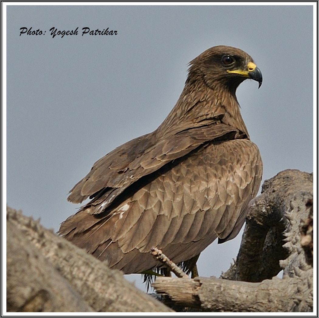 Nikon D5100 + Nikon AF-S Nikkor 300mm F4D ED-IF sample photo. Black kite photography