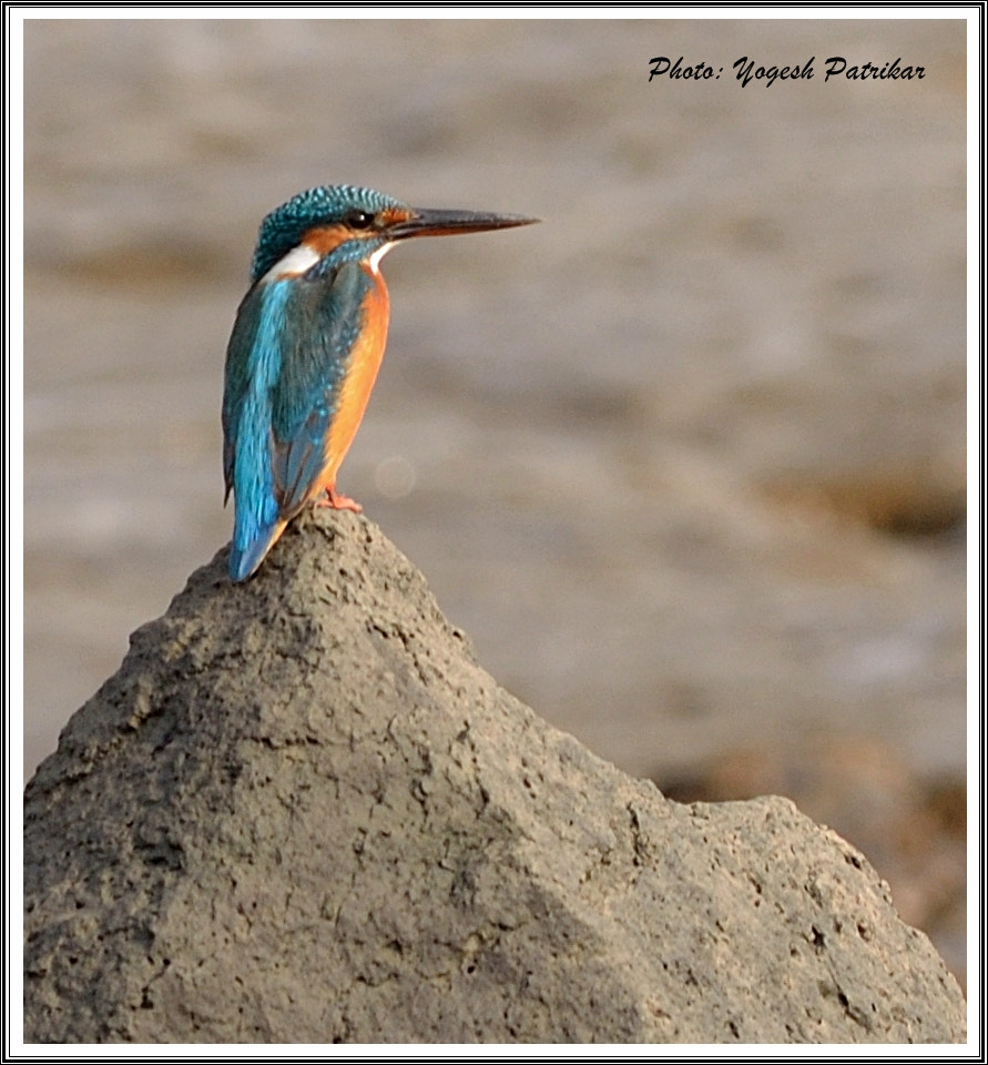 Nikon D5100 + Nikon AF-S Nikkor 300mm F4D ED-IF sample photo. Common kingfisher photography