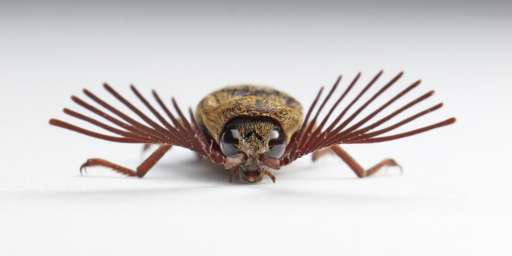 Click Beetle