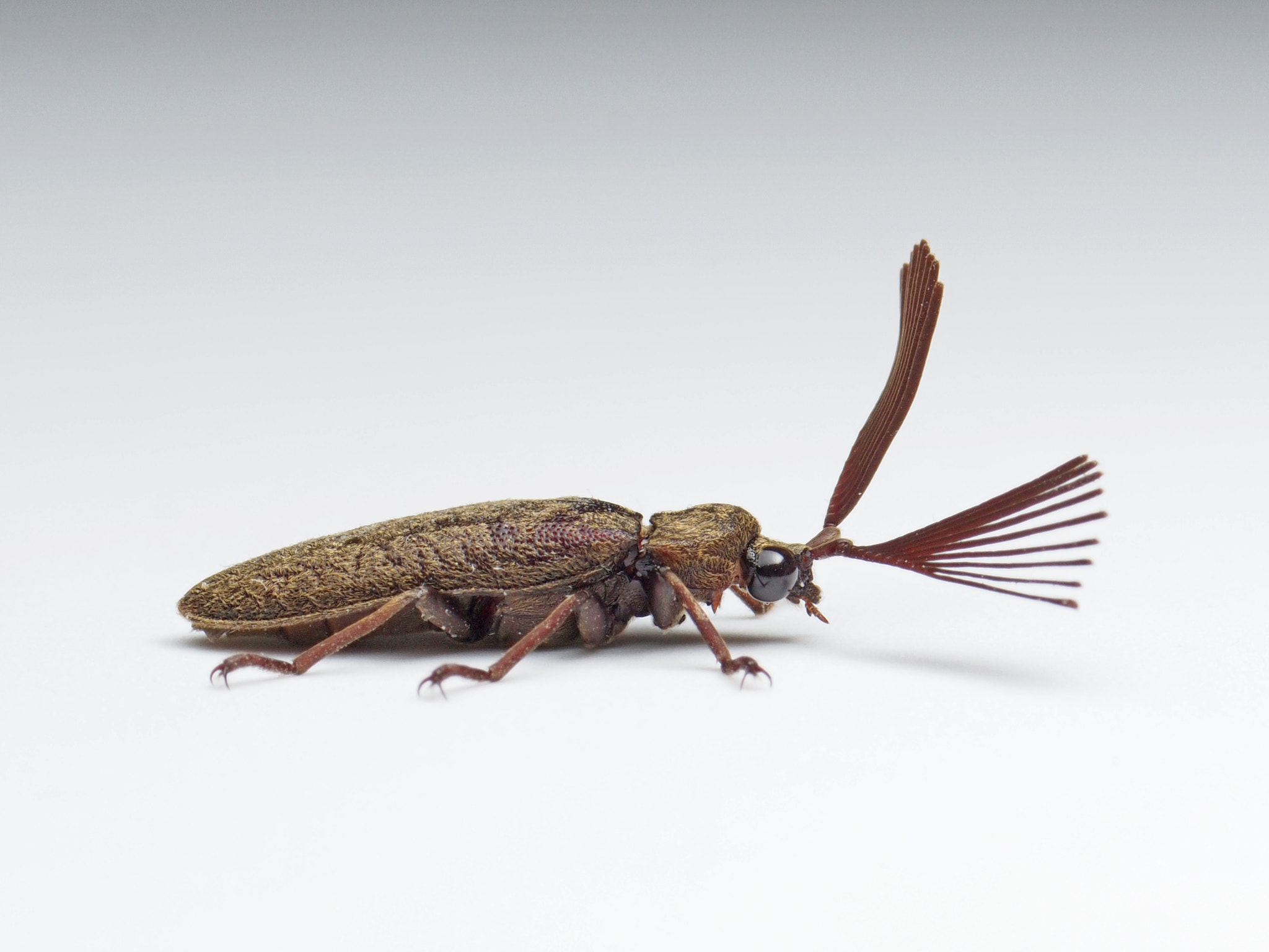 Click Beetle