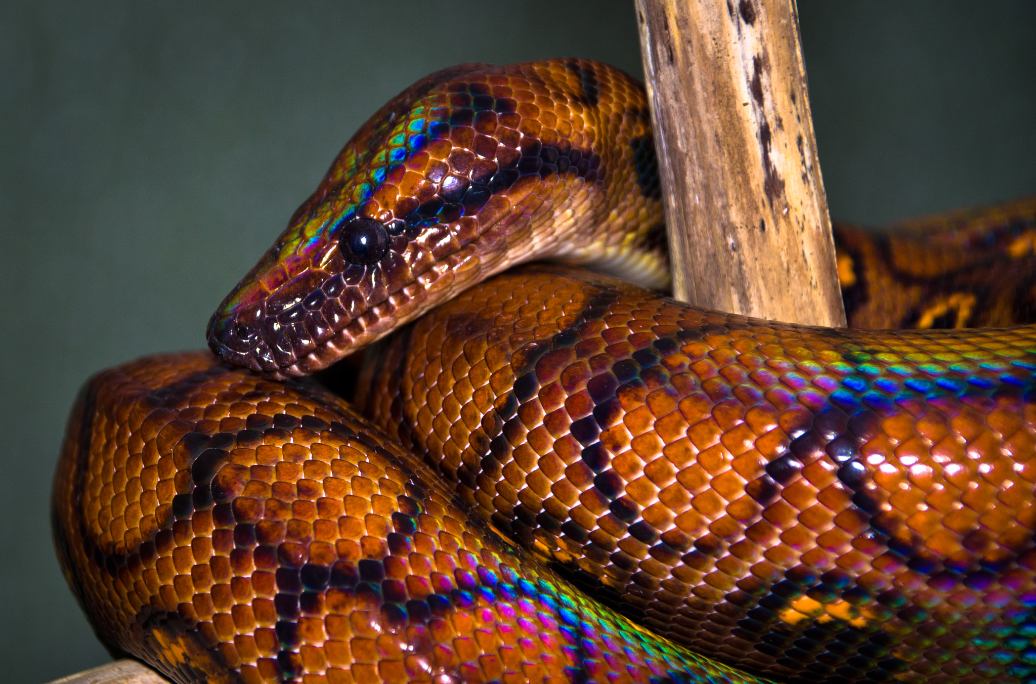 Brazilian Rainbow Boa by Darrell Raw / 500px