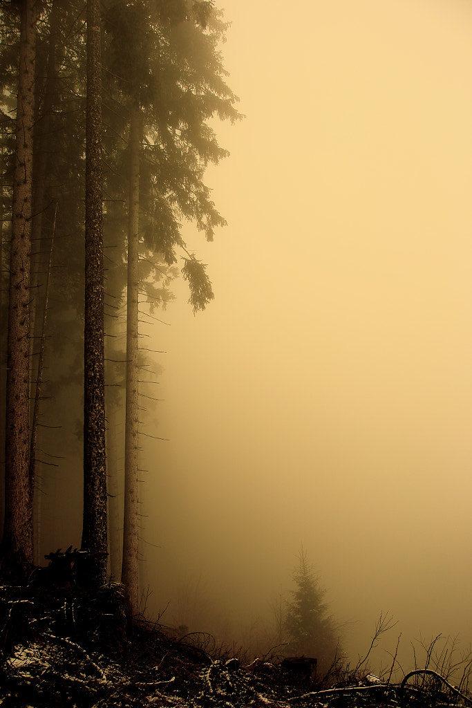 morning fog by Kathi Otreba on 500px.com