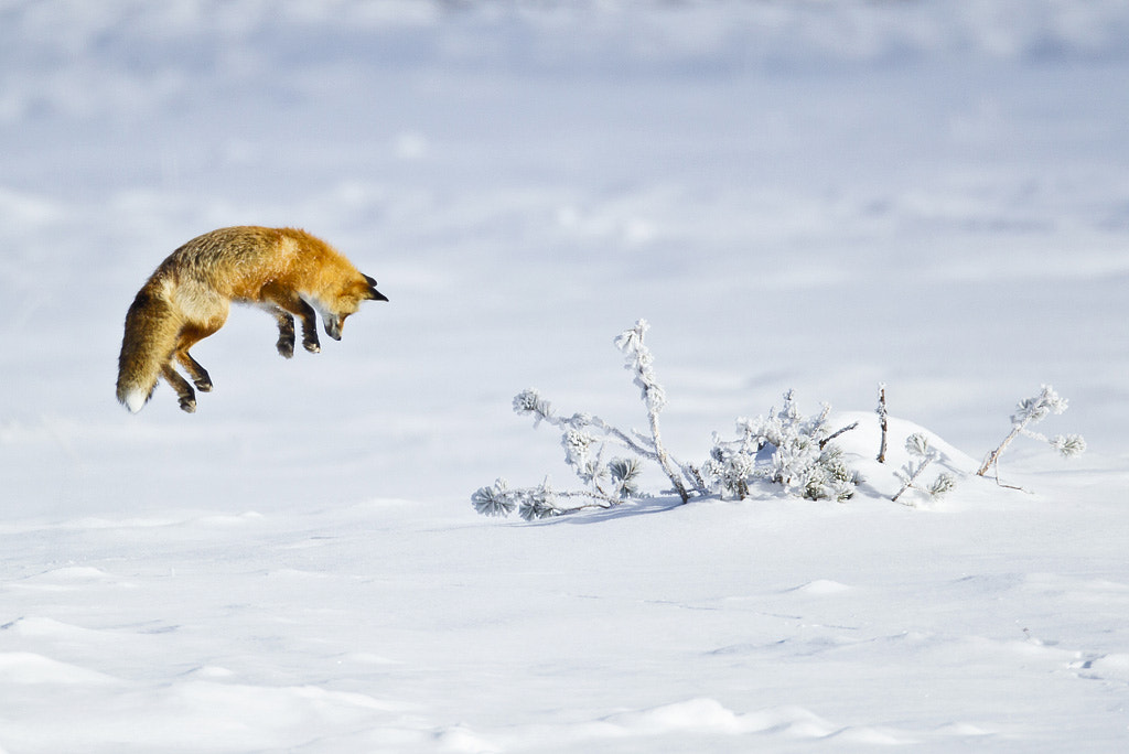 30 Adorable Photos Of Foxes In The Snow - 500px