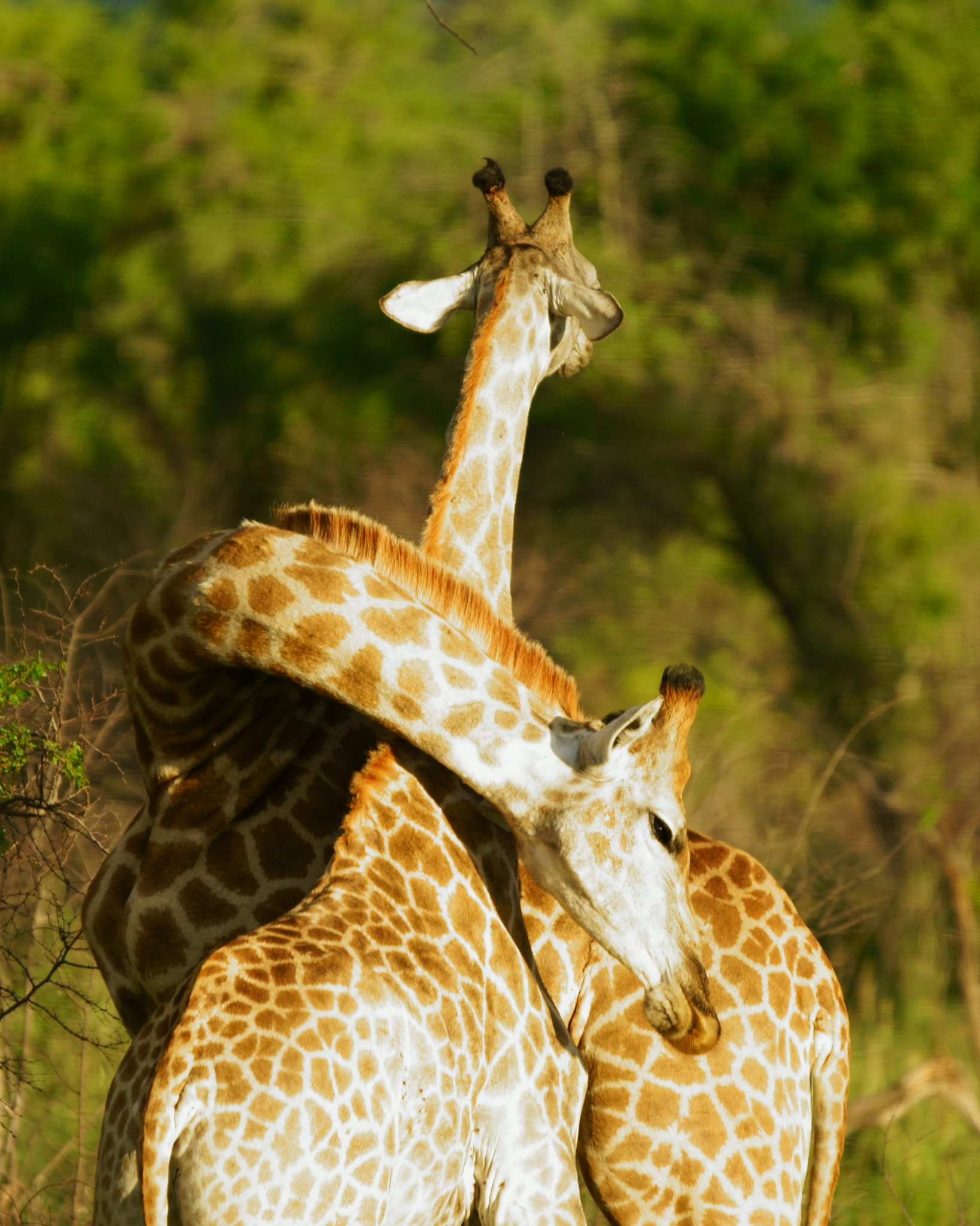 Necking