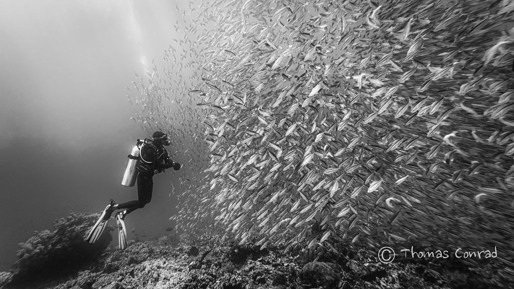 Got some fish b&w by Thomas Conrad  on 500px.com