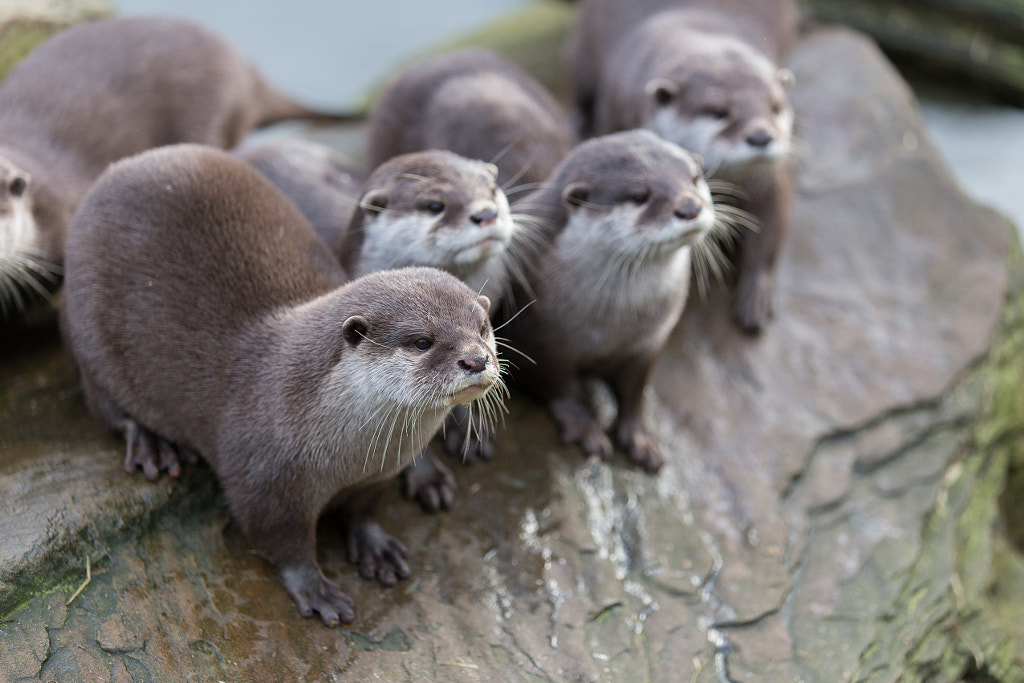 Otters facts Cute Animal Facts That Will Blow Your Mind