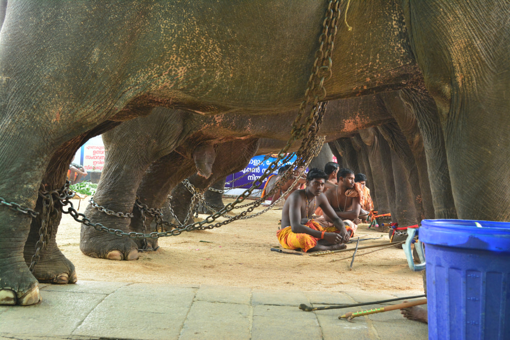 Under the Elephants by Somakumaran A on 500px.com