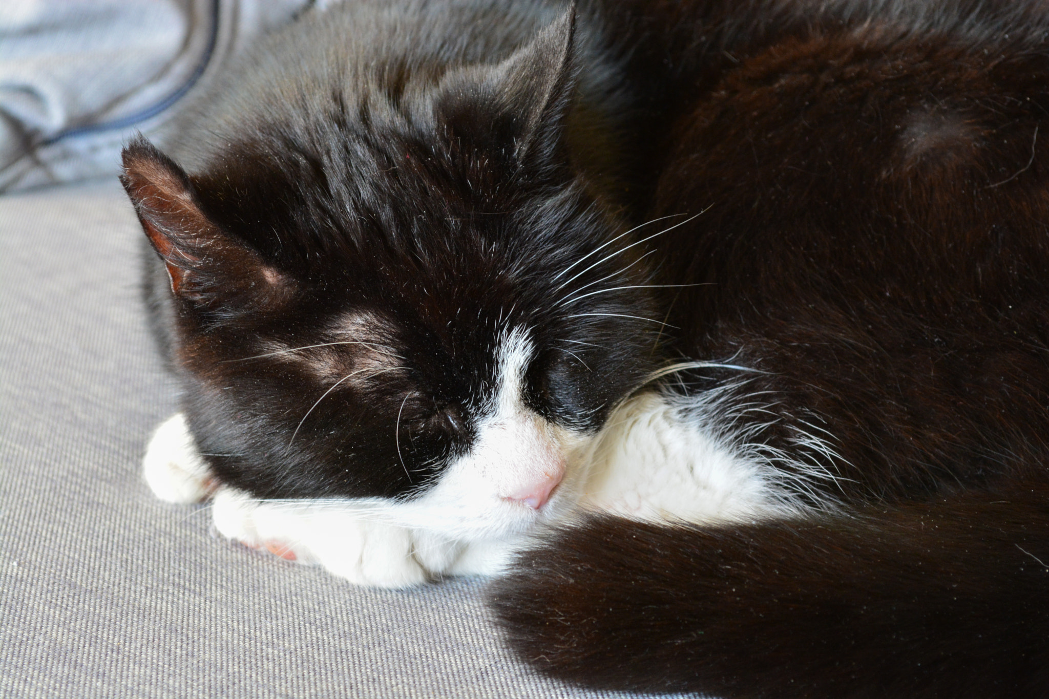 18 year old cat sleeping