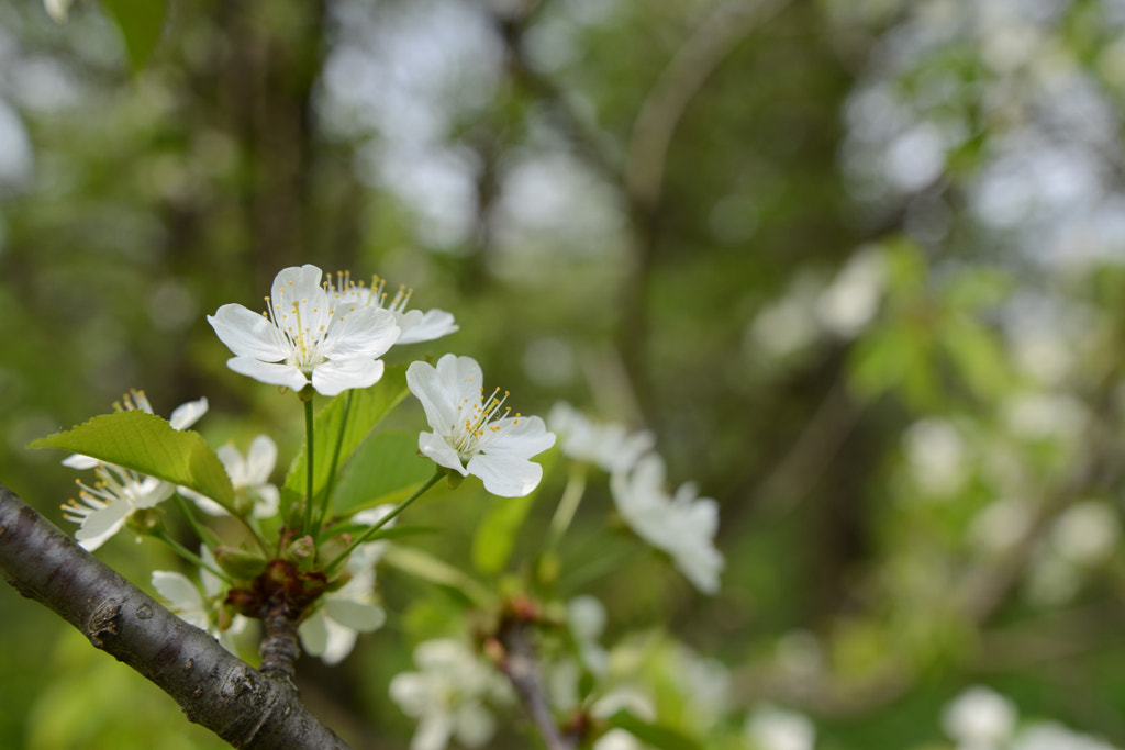 Spring Flowers by Anastasia A on 500px.com