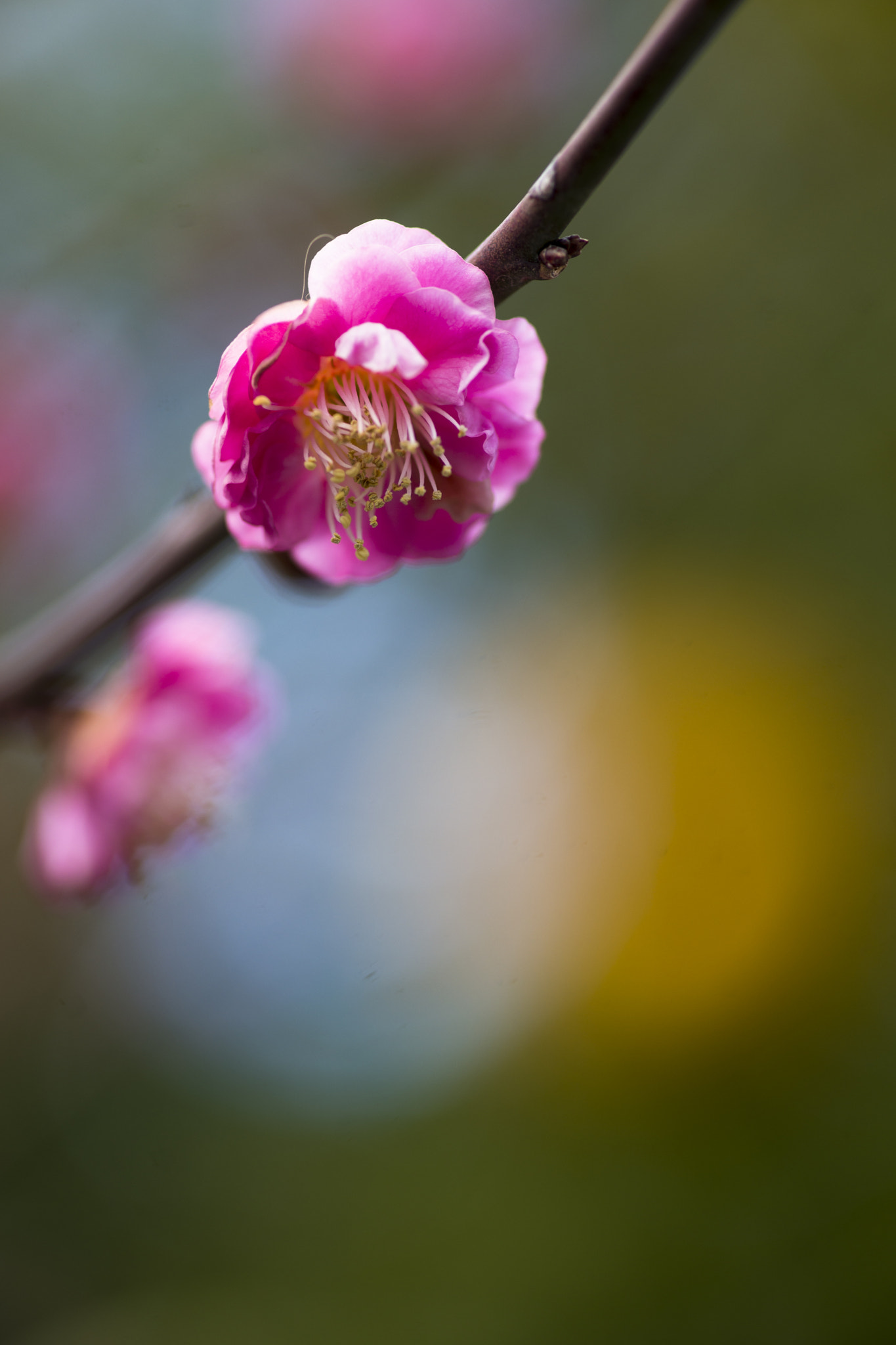 Sony a99 II sample photo. Plum blossoms photography