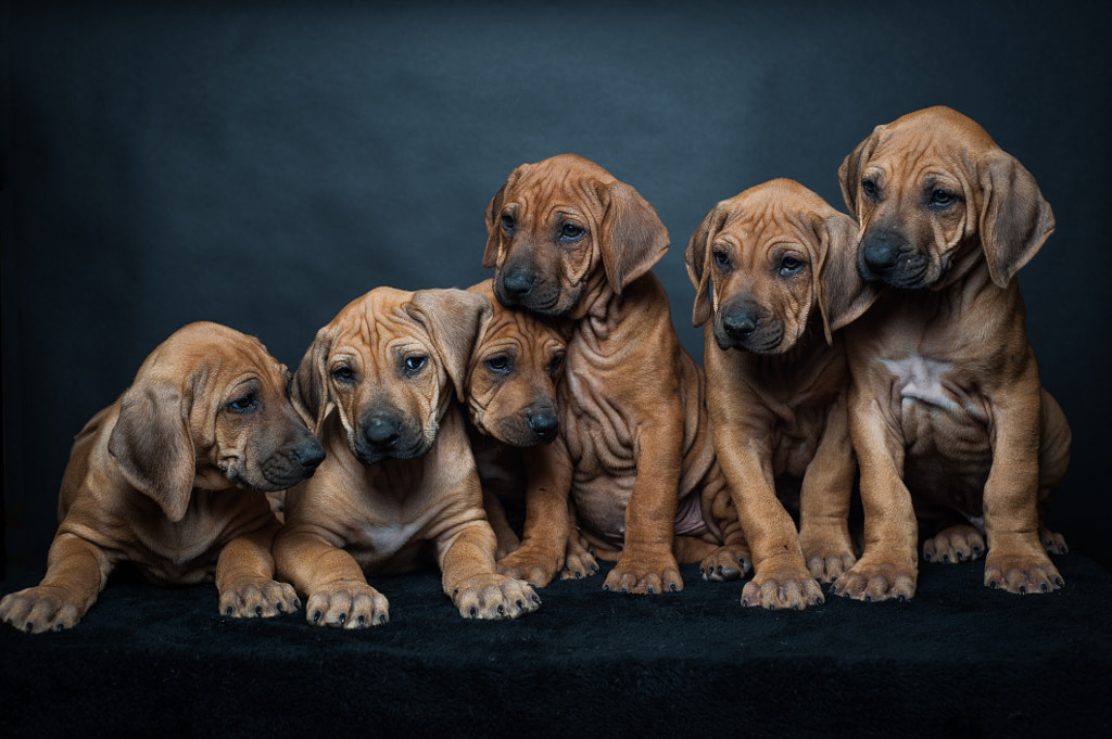 Brotherly Love, автор — Tina Homs на 500px.com