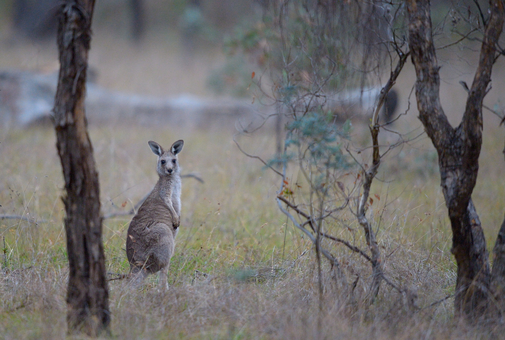 Watchful Wallaby