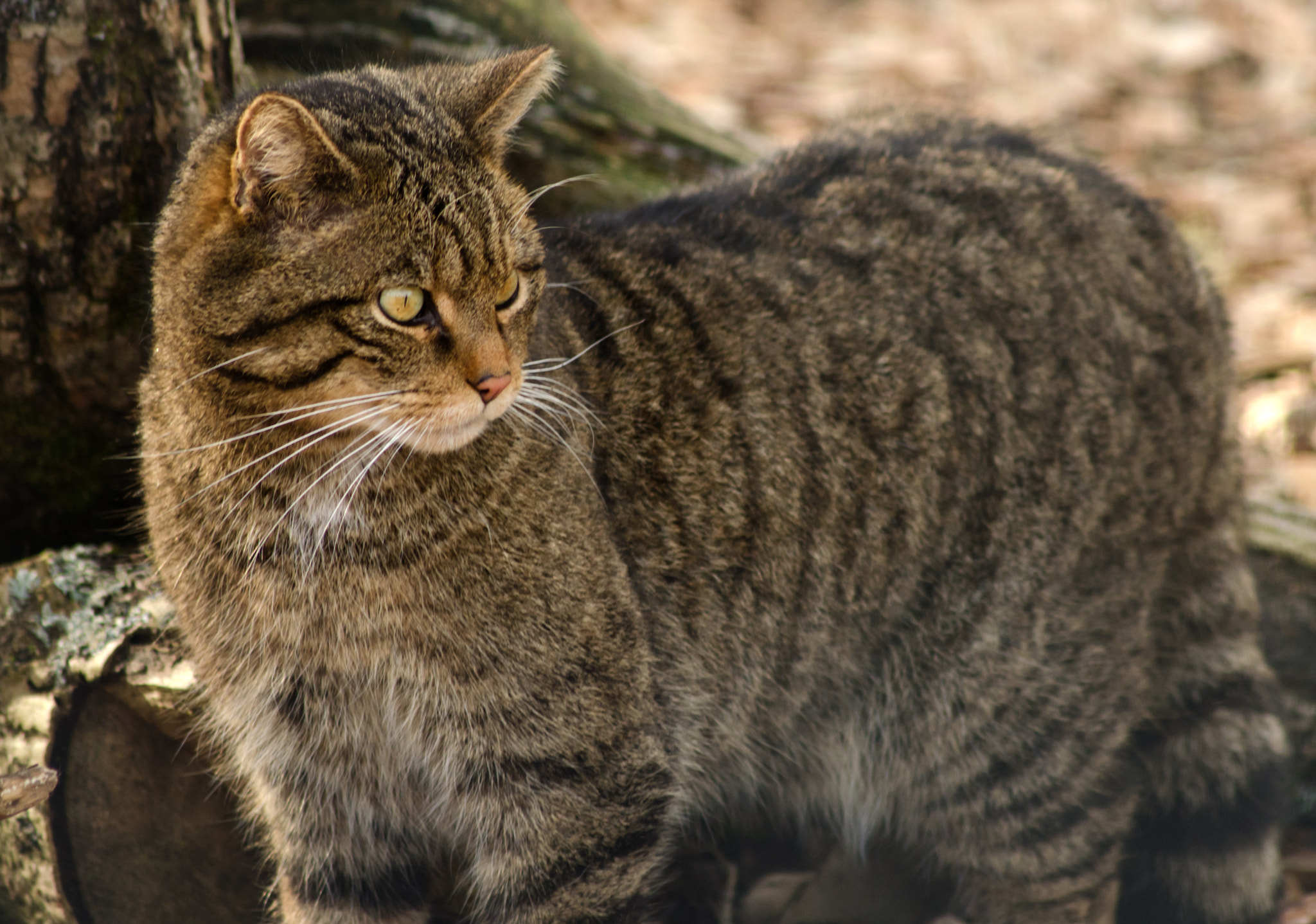 v2?sig=9d57a4e86eefc3a3b04af3c5ce3b8fc1d04f228d7c15104e874ab38cecdeb4a9