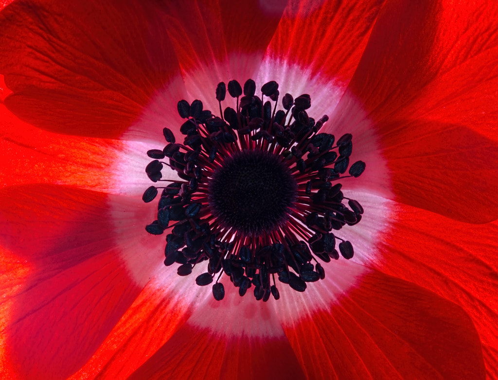 Anemone Centre by Antony Scott on 500px.com