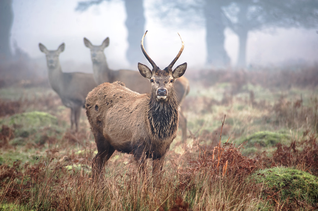 The young devil by Tomas Sentpetery on 500px.com