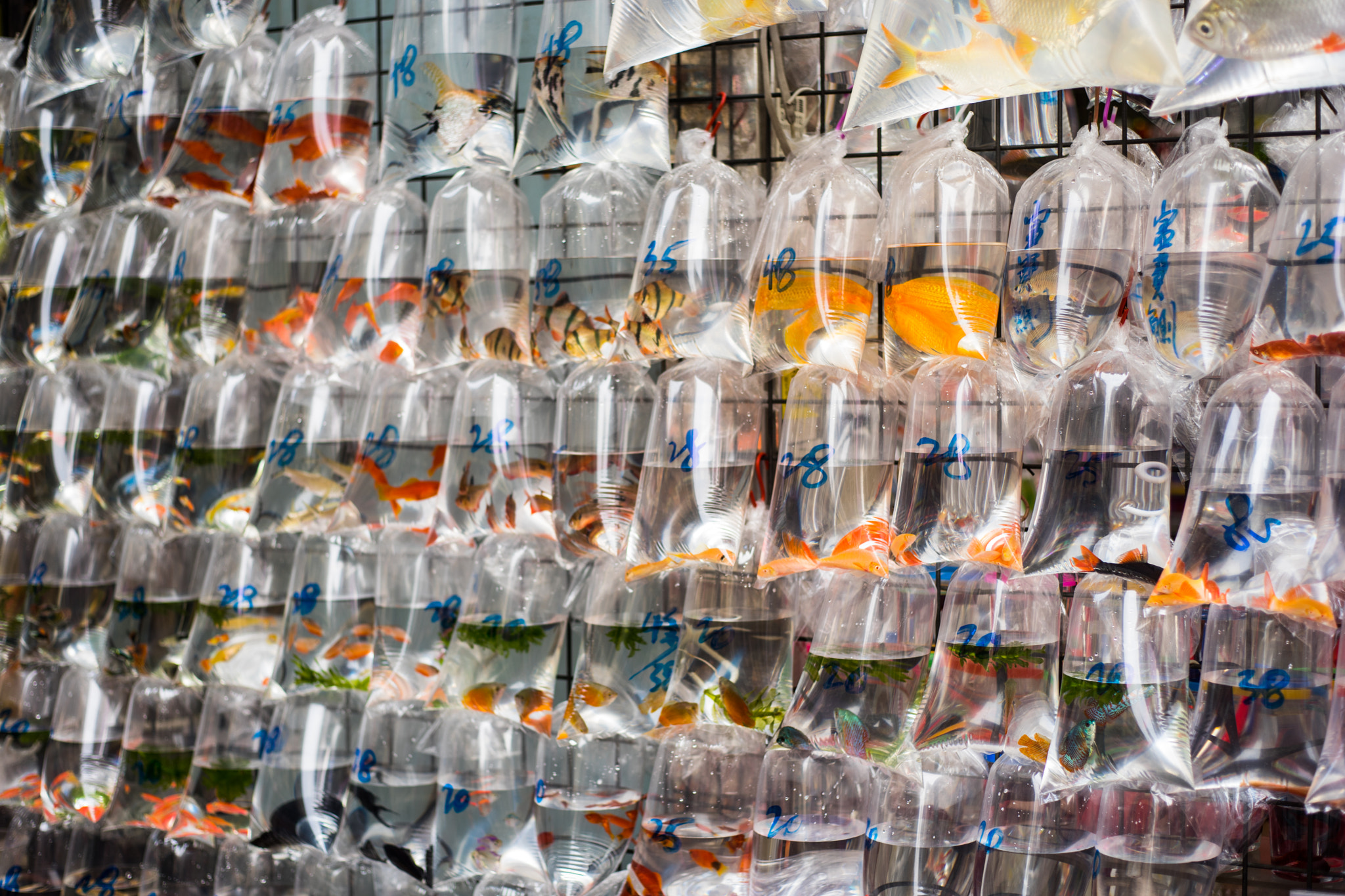 v2?sig=5a0a6cb1f6a10f6f945860a49f36051098e8426ac3f0cdf93212b2d081a8d671