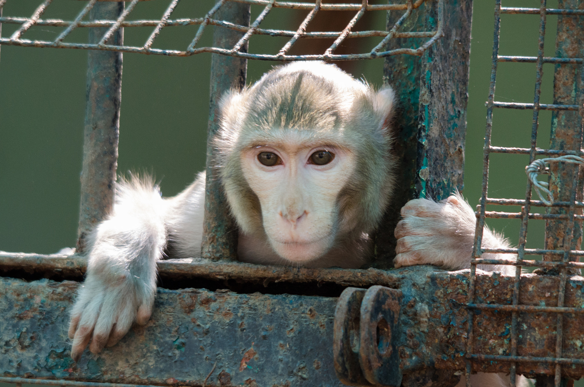 Caged Monkey