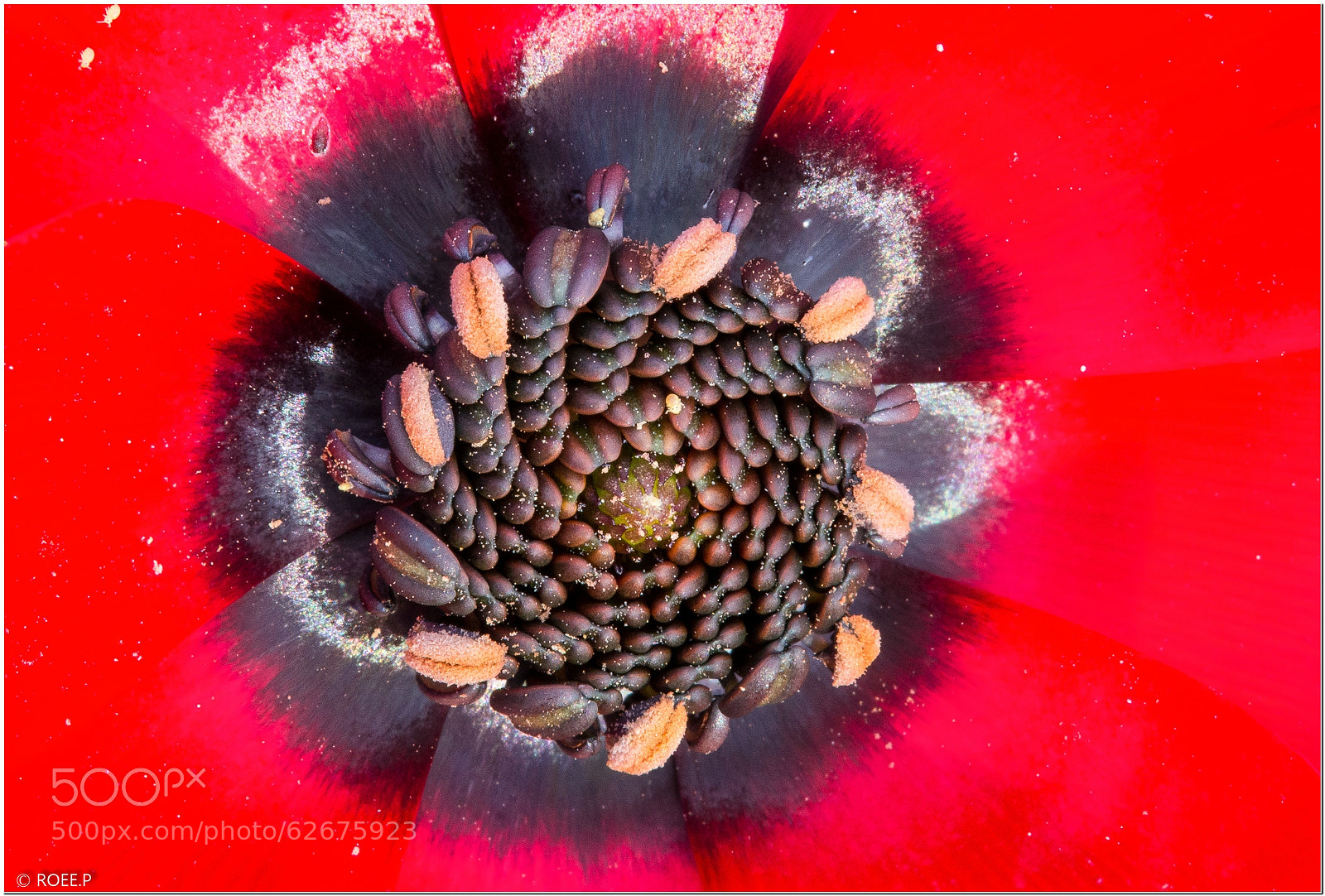 Canon EOS 60D sample photo. Adonis flower photography