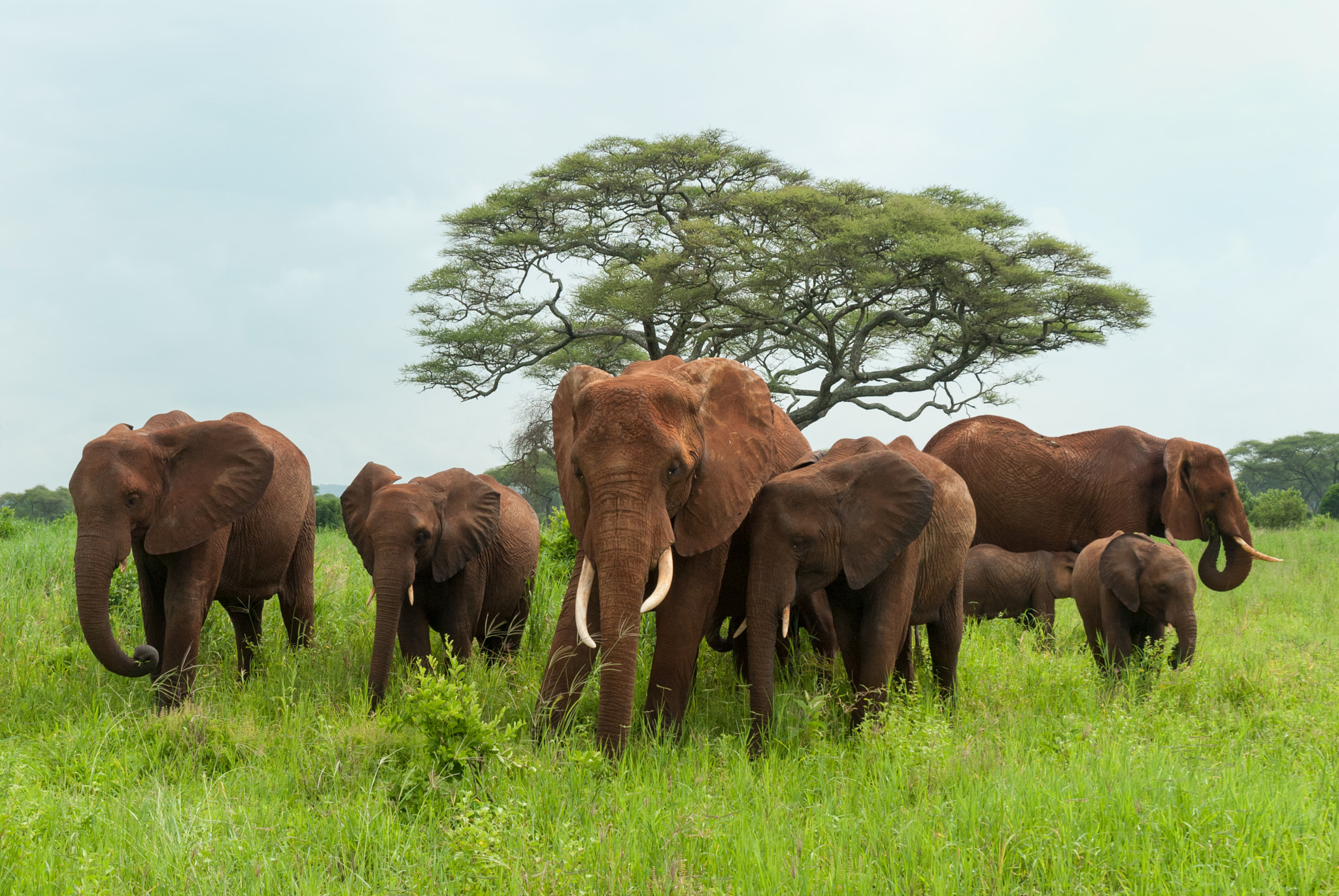 Elephant Herd covered in red mud