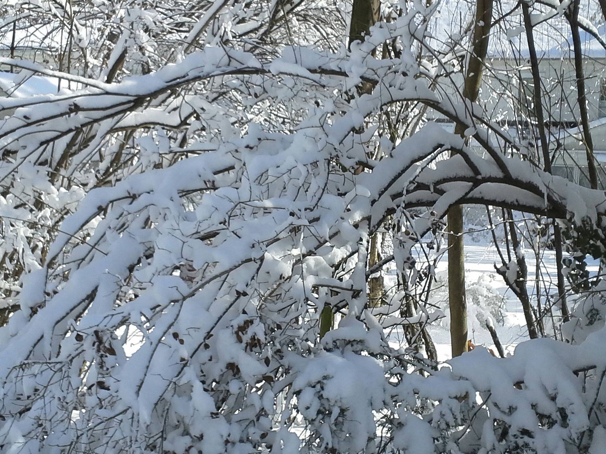 South Orange Snow Valentines Day