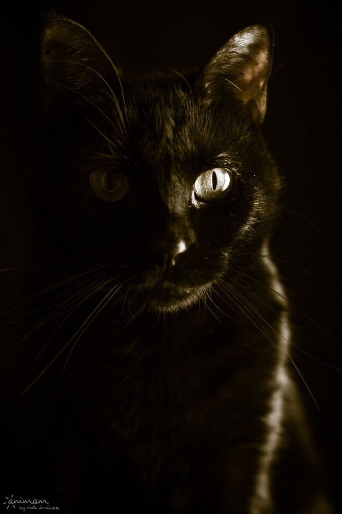 Black cat by Marta Fernandez / 500px