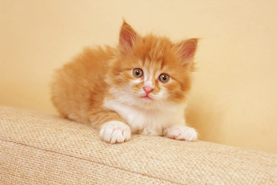 Kitten playing