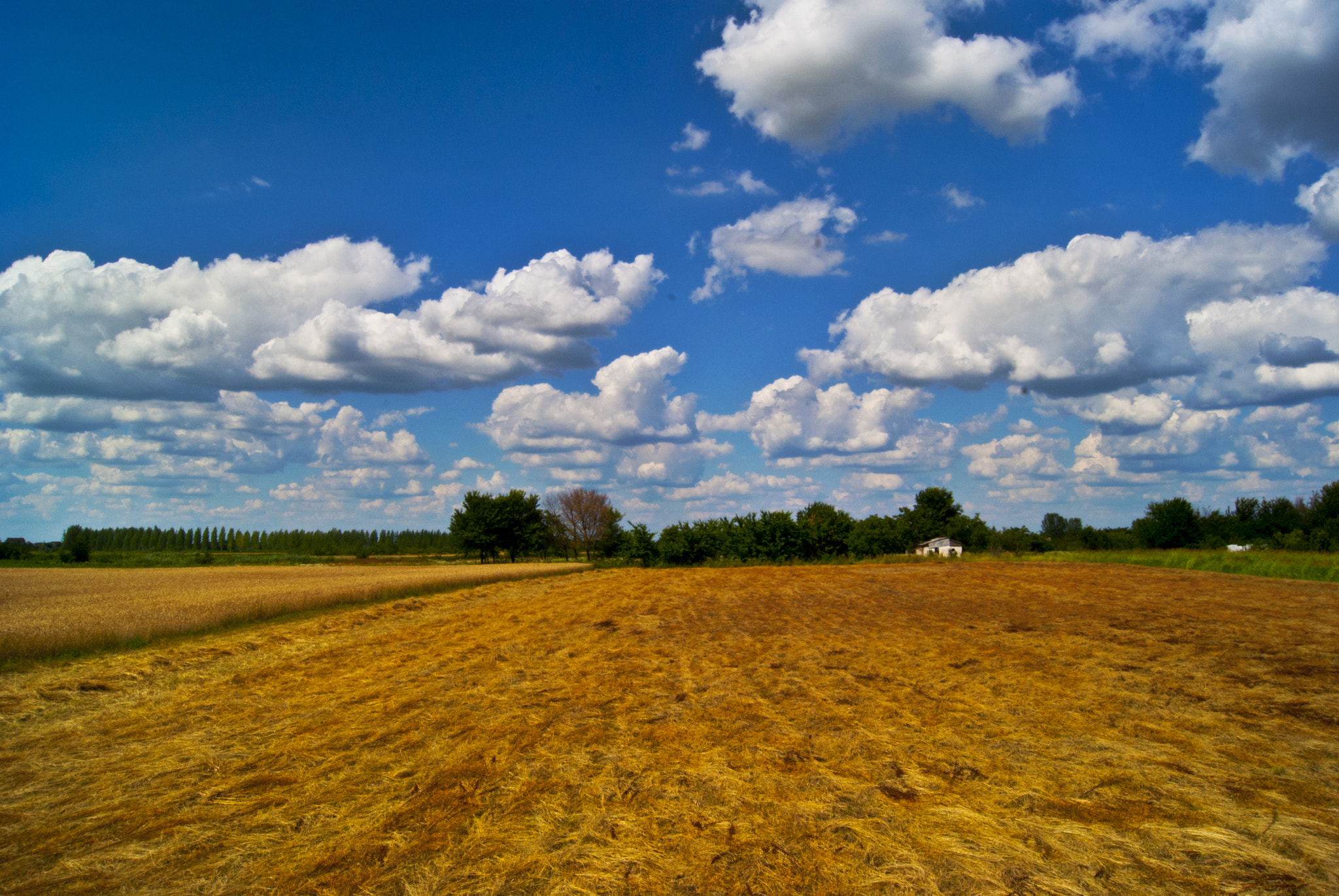 Fields Of Gold