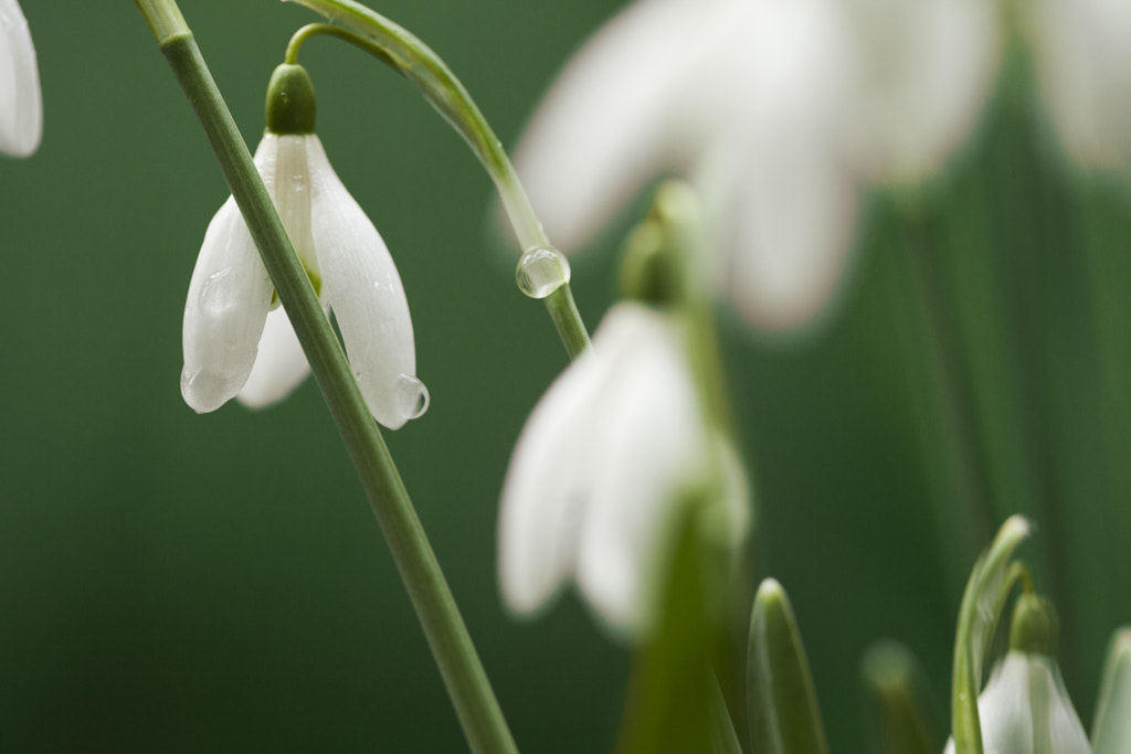 Snowdrop by Katt Talsma on 500px.com