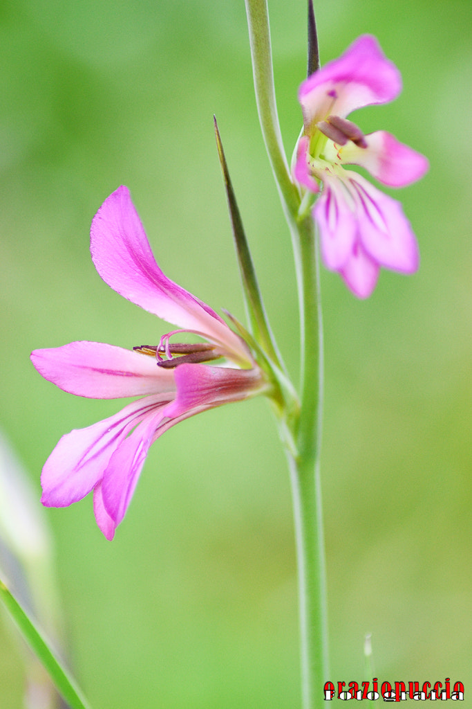 Gladiolo spontaneo...o...gladiolus italicus...