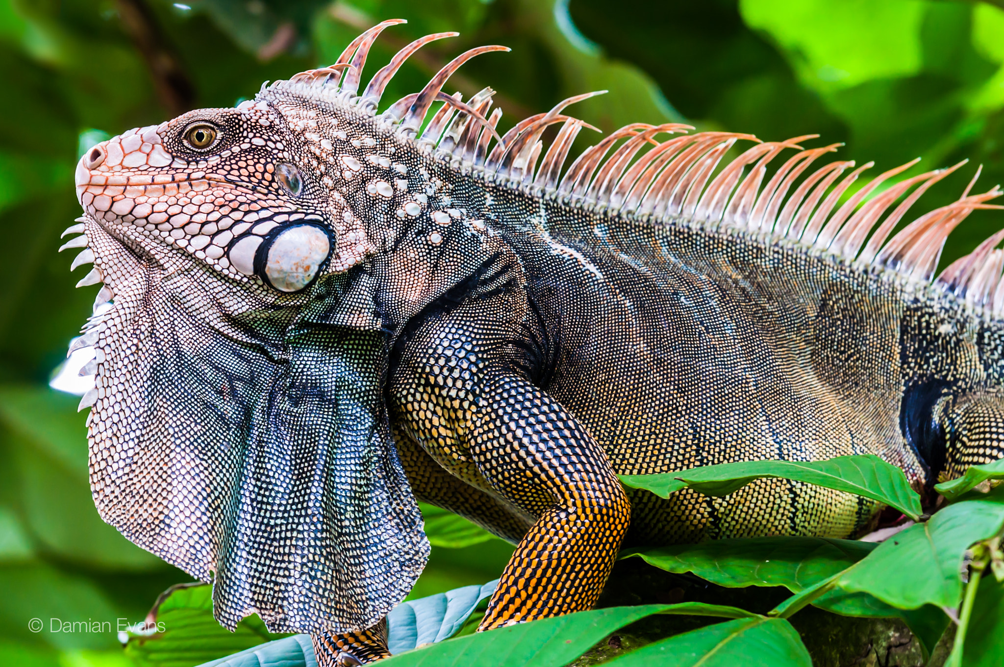 Giant Iguana by Damian Evans - Photo 63110547 / 500px