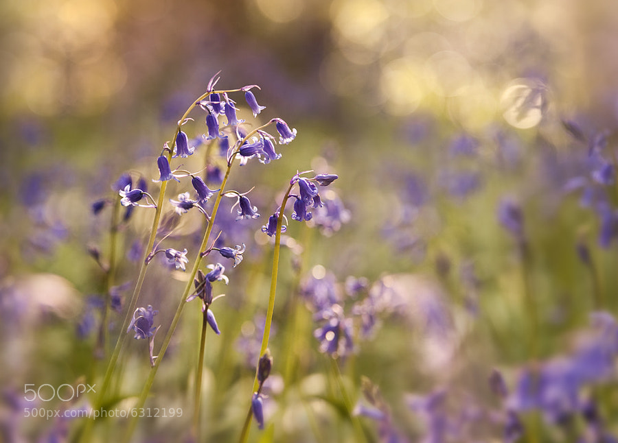 Bluebells & Light by Gary McParland