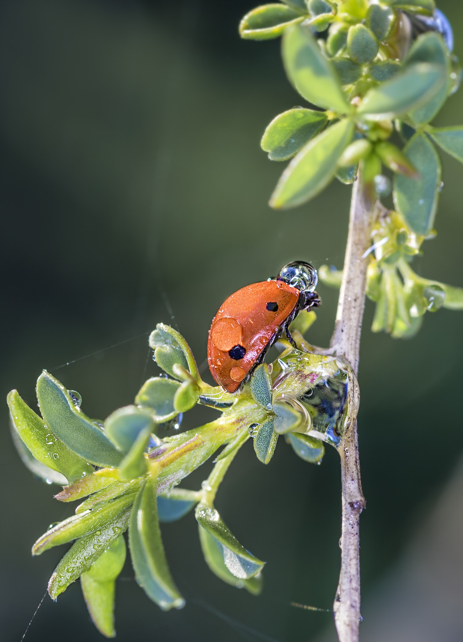 Ladybug with water drops