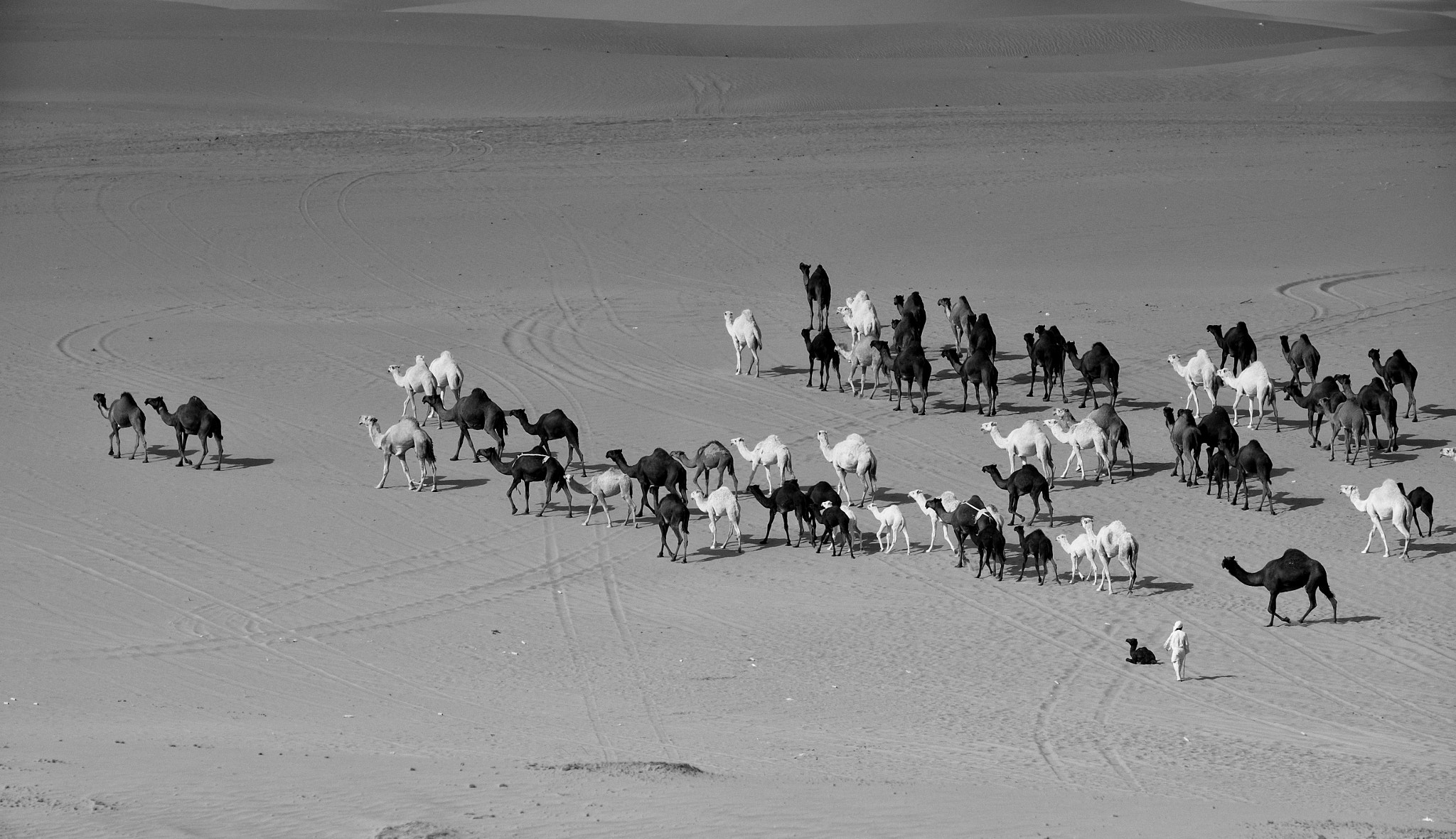 HispteR Baby Camel : Because Walking is just..... too mainstream