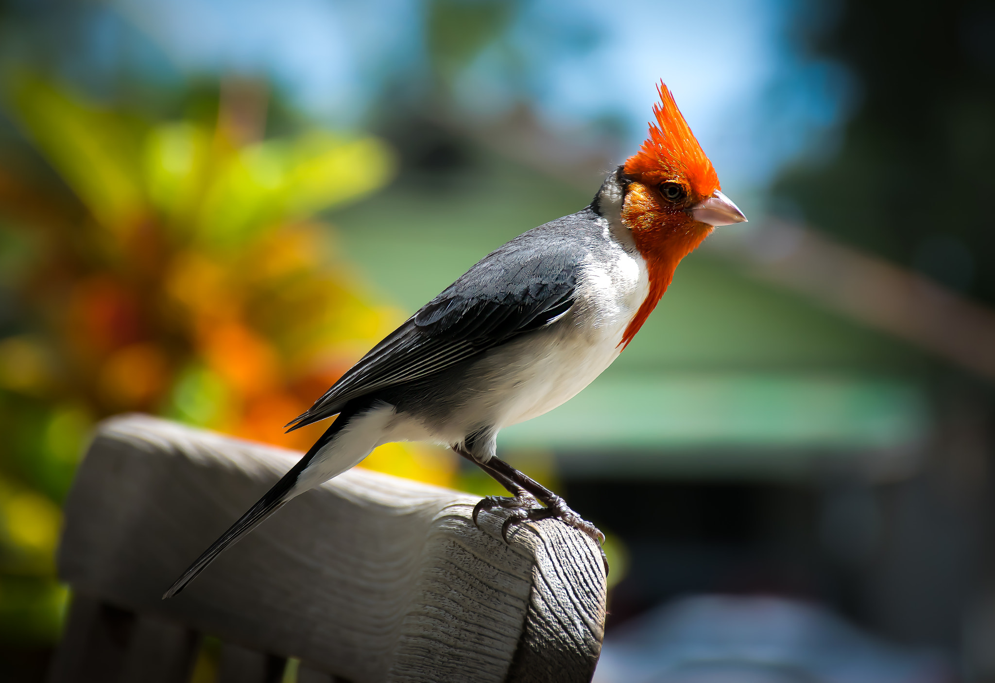 Curious Bird