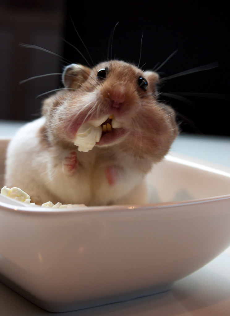 Popcorn Madness by Stephan Wetzelsberger on 500px.com