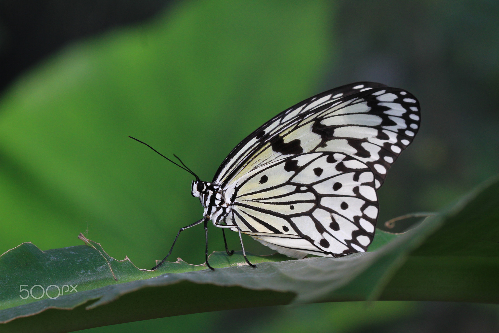 White with Black