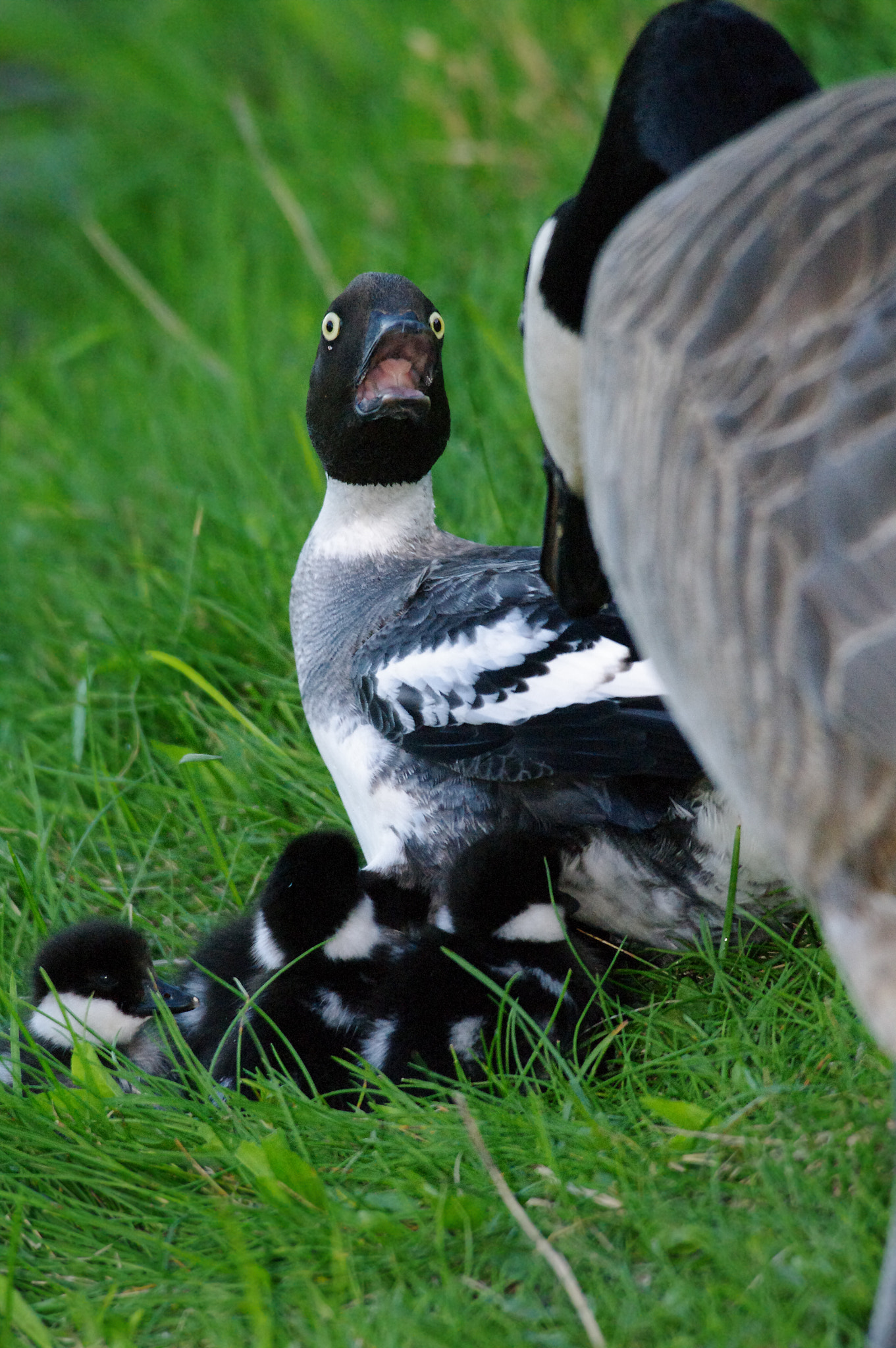 Mama Goldeneye Defends!