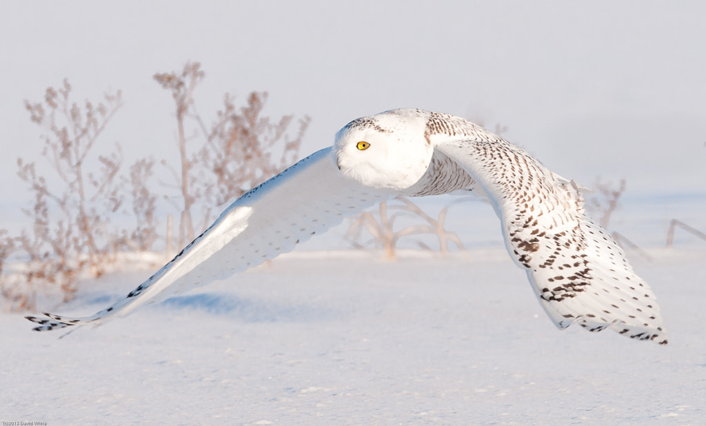 Flying low by David White on 500px.com