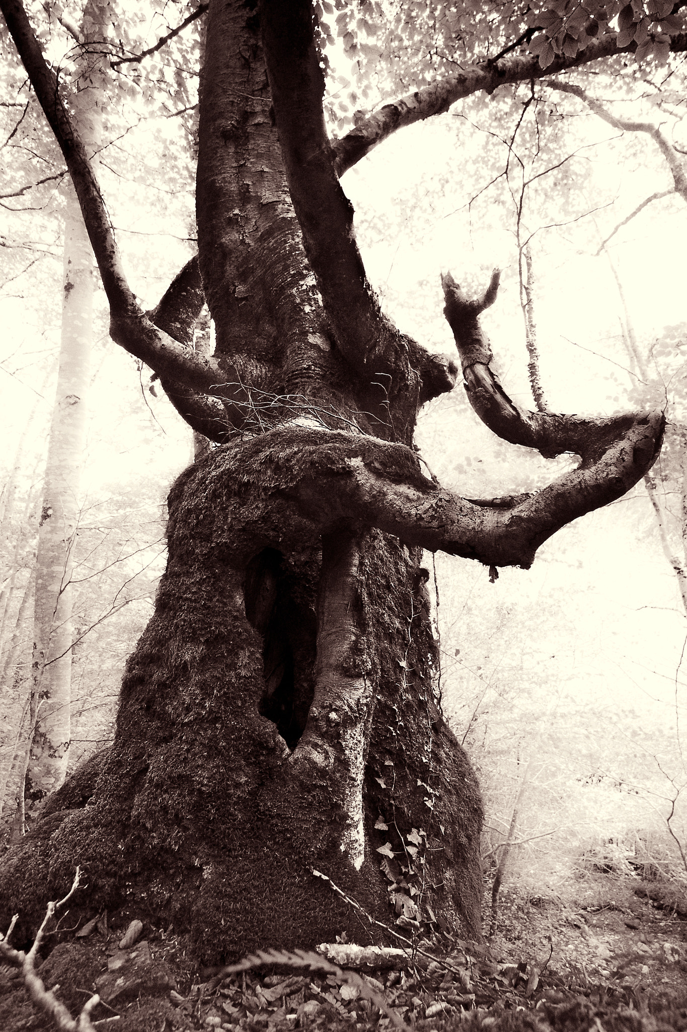 Mist on the forest