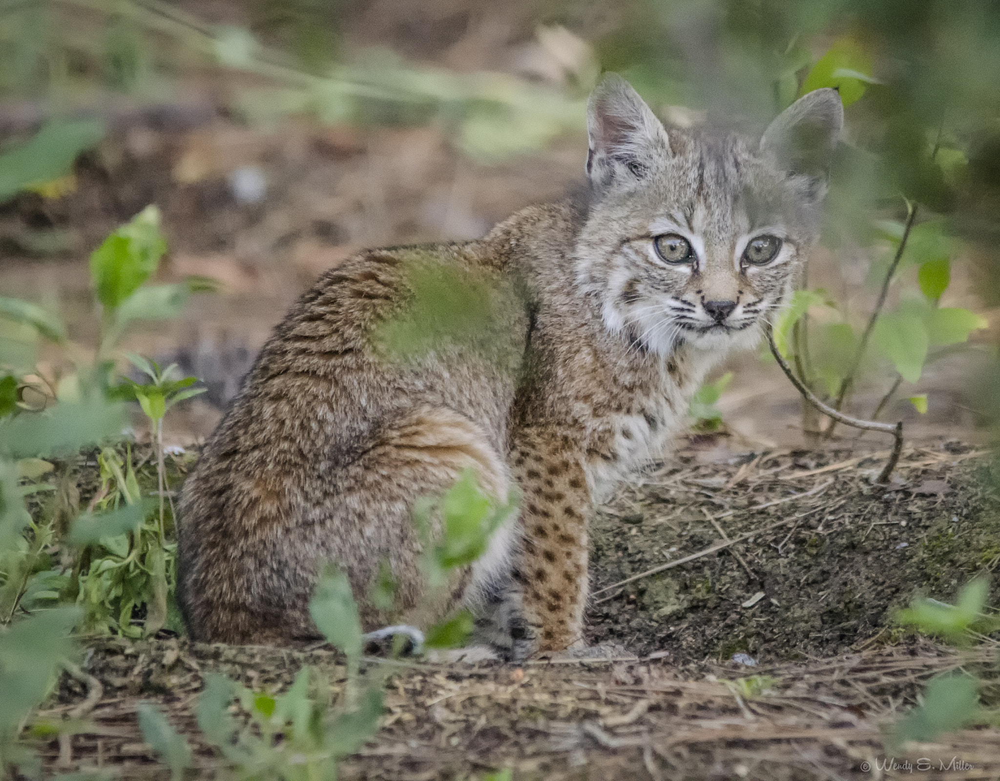 Nikon D7000 + Sigma 150-500mm F5-6.3 DG OS HSM sample photo. Bobcat kitten photography