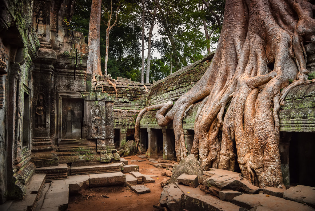 Ta Prohm by Pietro Bevilacqua on 500px.com