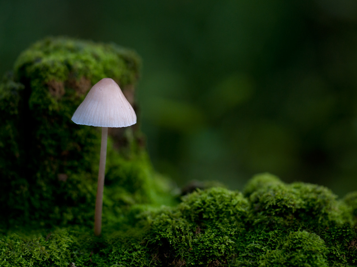 Mushroom in forest