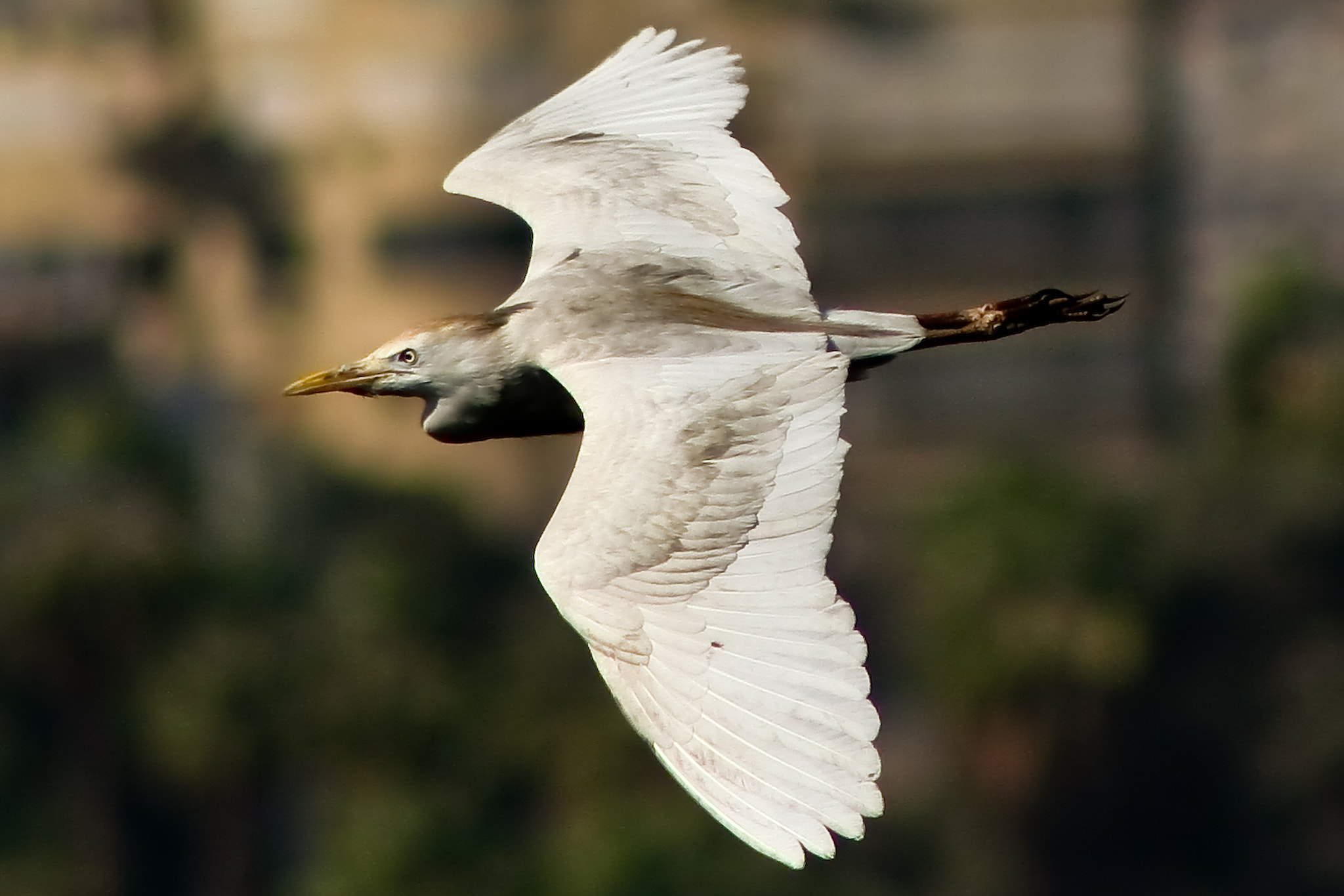 Serious White Heron